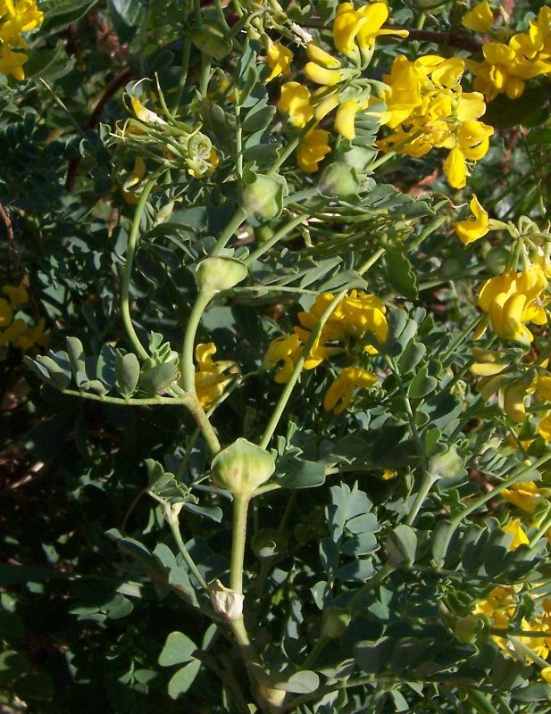 Coronilla valentina L. resmi