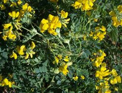 Coronilla valentina L. resmi