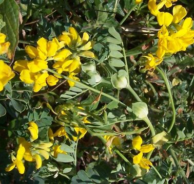 Coronilla valentina L. resmi