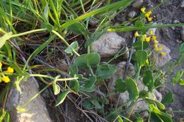 Image of yellow crownvetch