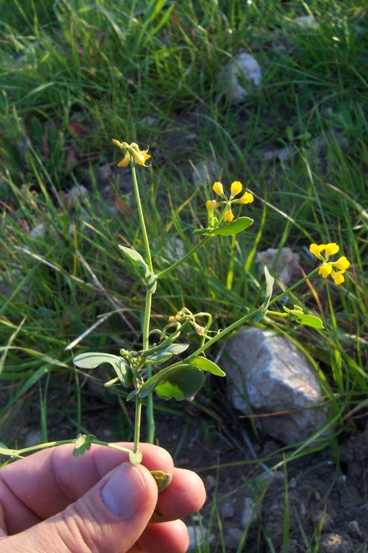 Image of yellow crownvetch