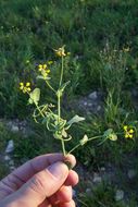 Image of yellow crownvetch