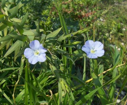 Image of pale flax