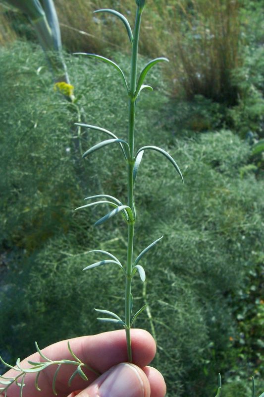 Image of Linaria simplex (Willd.) DC.