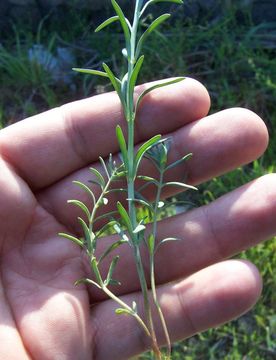 Слика од Linaria simplex (Willd.) DC.