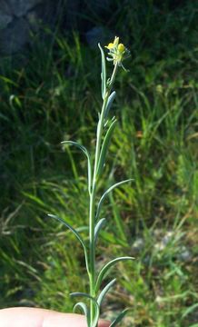 Слика од Linaria simplex (Willd.) DC.