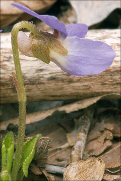 Image of Viola pyrenaica Ramond ex DC.