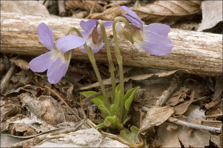 صورة Viola pyrenaica Ramond ex DC.