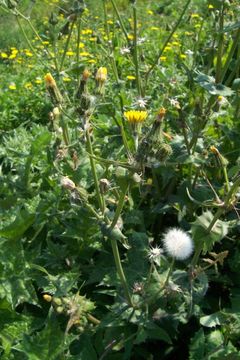 Image of common sowthistle