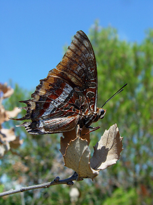 Image of Two-tailed Pasha