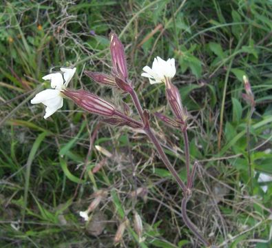 Слика од Silene latifolia Poir.