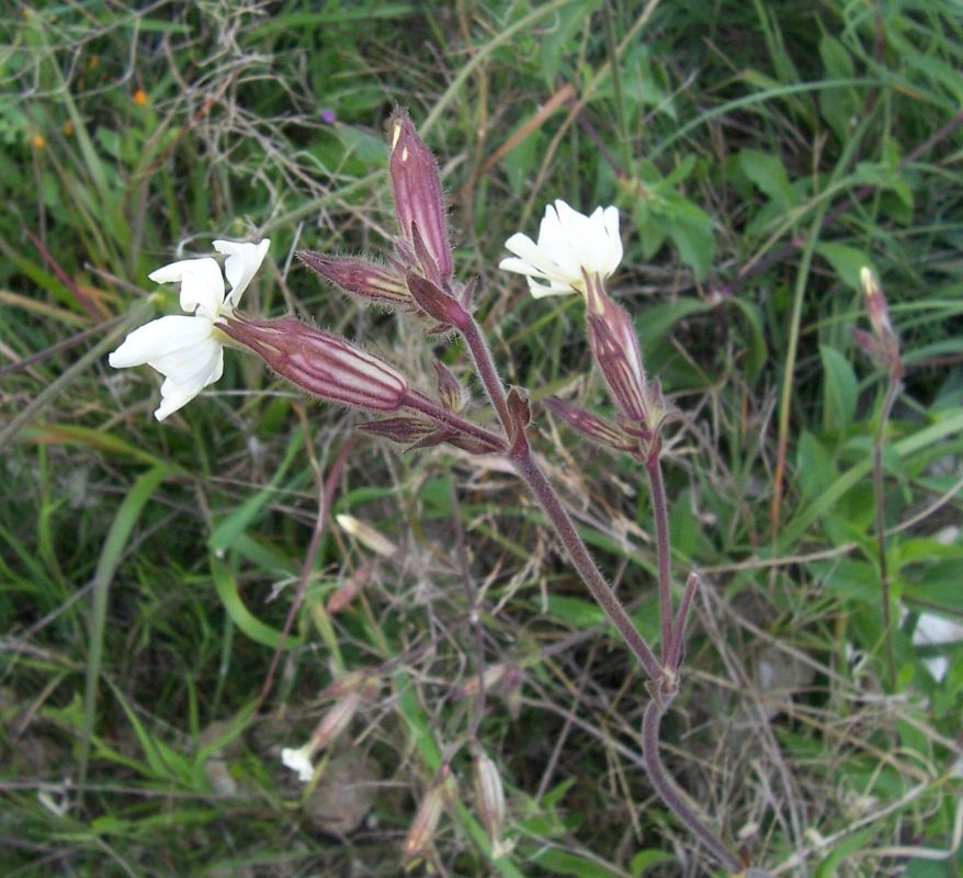 Plancia ëd Silene latifolia Poir.