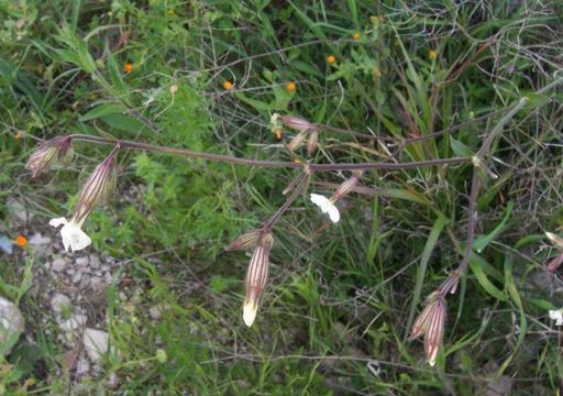 Слика од Silene latifolia Poir.