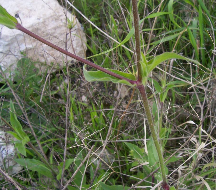 Plancia ëd Silene latifolia Poir.