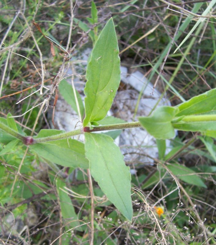 Plancia ëd Silene latifolia Poir.