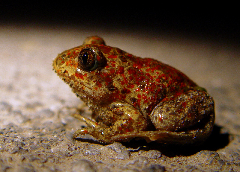 Image of Common Spadefoot