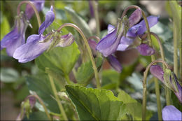 Image of early dog-violet