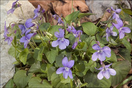 Image of early dog-violet