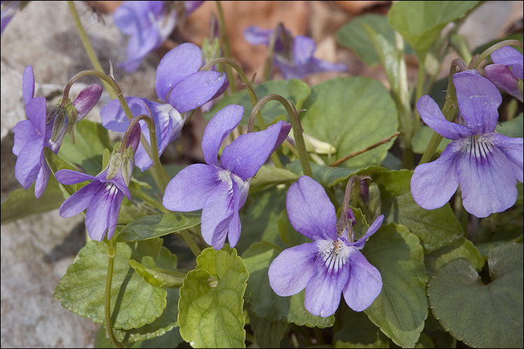 Слика од Viola reichenbachiana Jord. ex Boreau