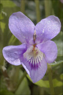 Image of early dog-violet