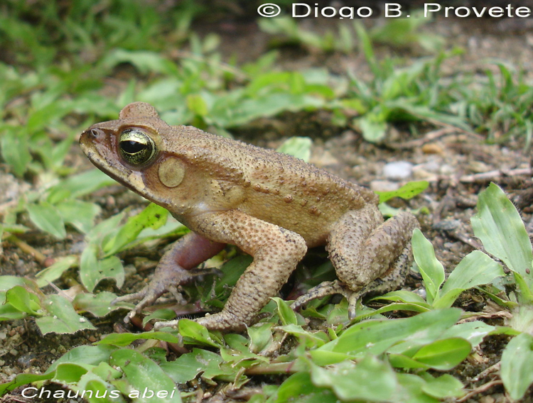 Image of Rhinella abei (Baldissera, Caramaschi & Haddad 2004)