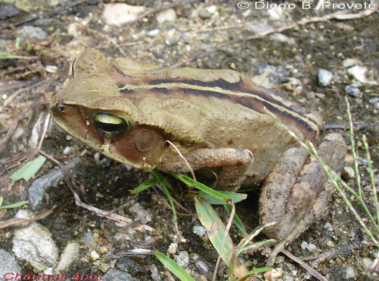 Image de Rhinella abei (Baldissera, Caramaschi & Haddad 2004)