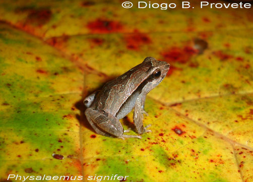 Image of Physalaemus spiniger (Miranda-Ribeiro 1926)