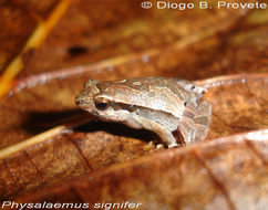 Image of Physalaemus spiniger (Miranda-Ribeiro 1926)