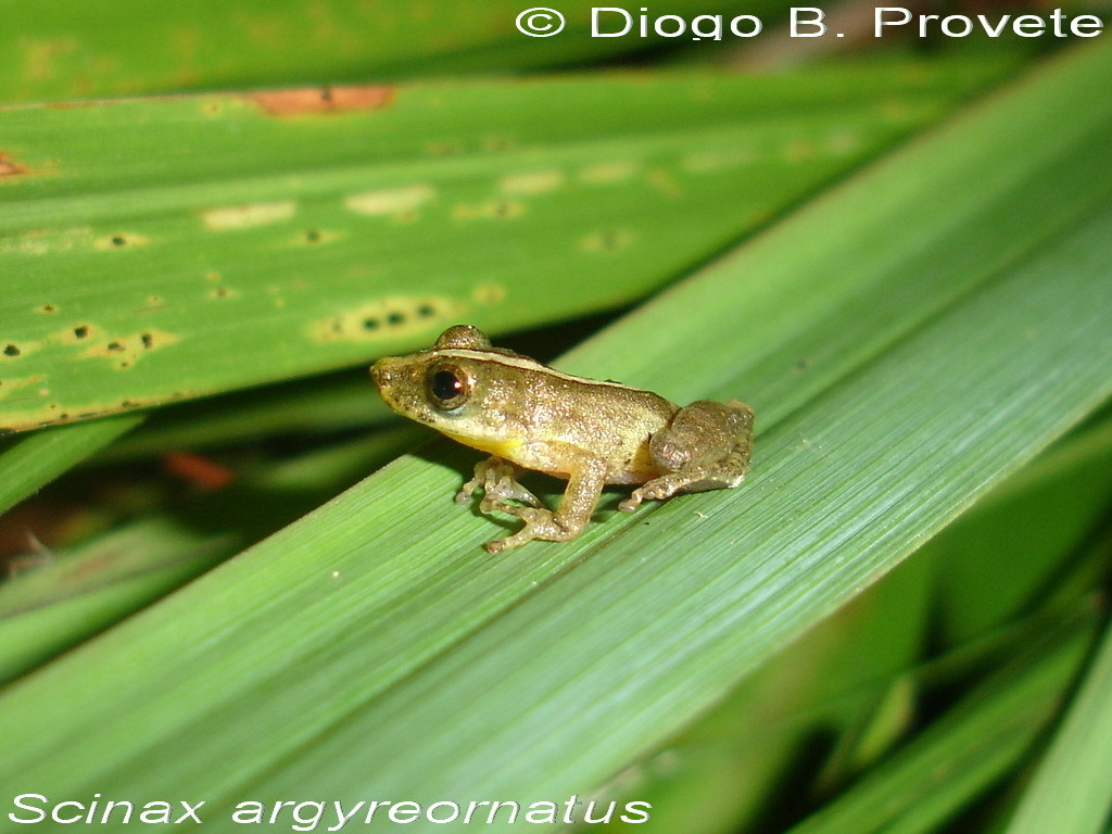 Image de Ololygon argyreornata (Miranda-Ribeiro 1926)