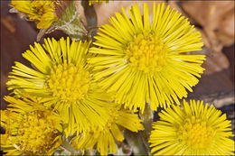 Image of coltsfoot