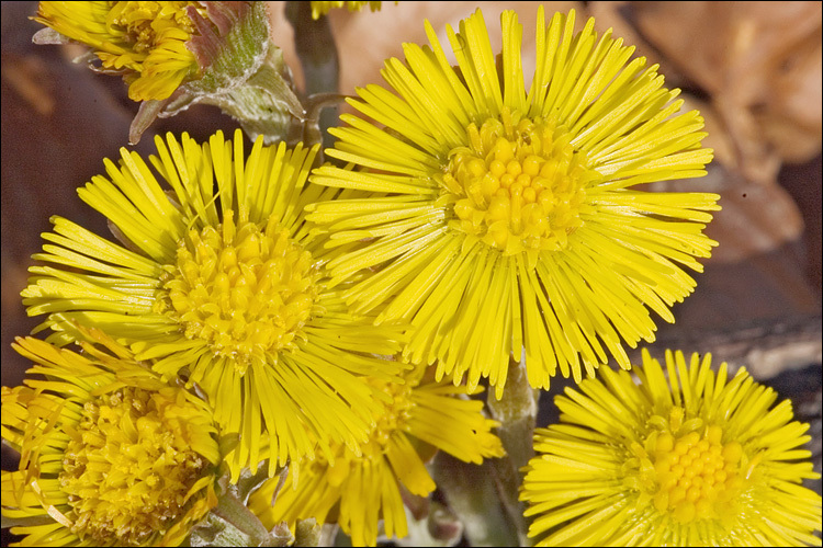 Imagem de Tussilago farfara L.