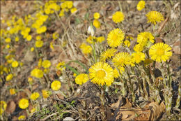 Image of coltsfoot