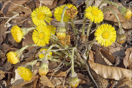 Plancia ëd Tussilago farfara L.