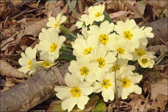 Image of primrose