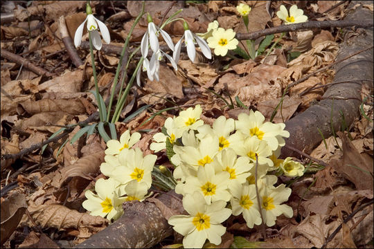 Image of Primula acaulis (L.) L.