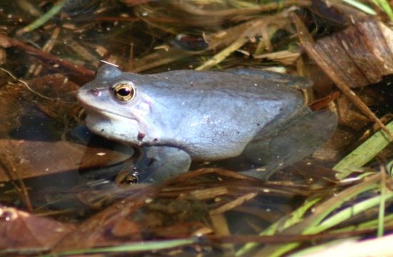 Image de grenouille des champs, grenouille oxyrhine