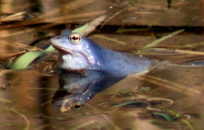 Image de grenouille des champs, grenouille oxyrhine