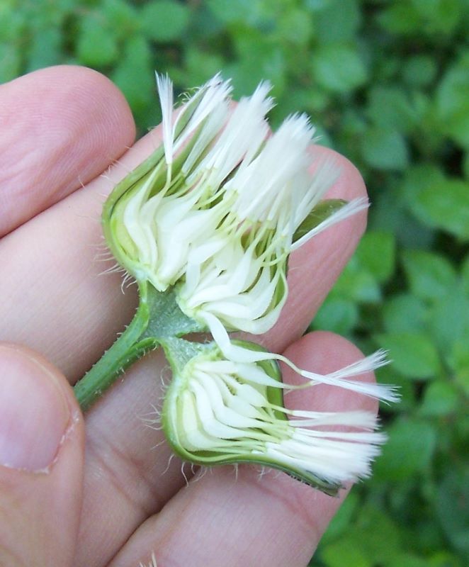 Image of prickly golden-fleece