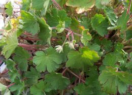 Image of Round-leaved Crane's-bill