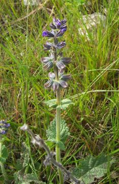 Plancia ëd Salvia verbenaca L.