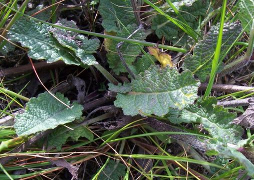 Image of verbena sage