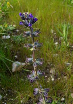 Image of verbena sage