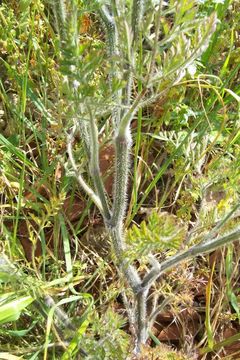 Image of Queen Anne's lace