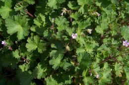 Image of Round-leaved Crane's-bill