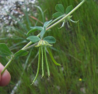 Image of Southern Bird's-foot-trefoil