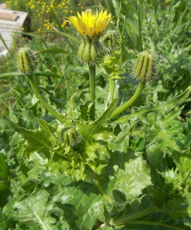 Image of prickly golden-fleece