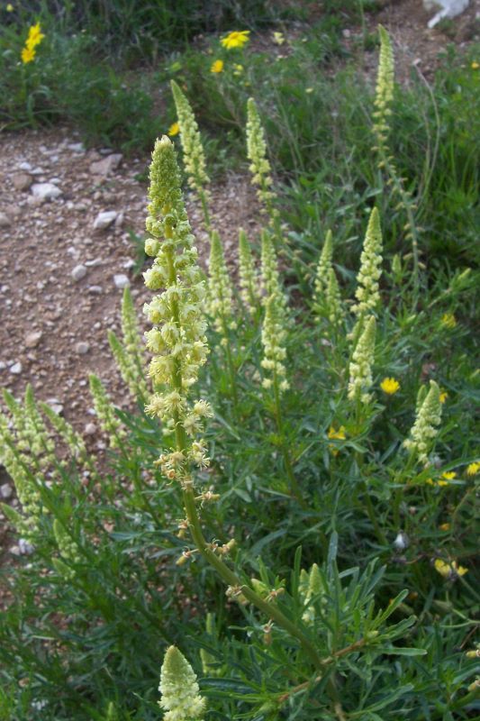 Слика од Reseda lutea L.