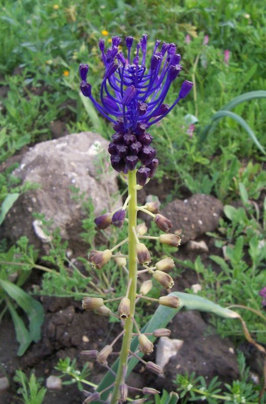 Image of tassel grape hyacinth