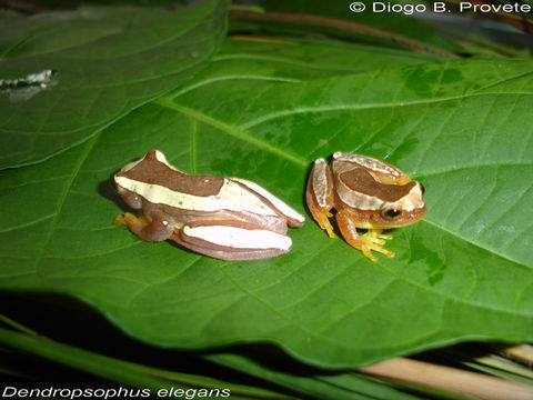 Image of Dendropsophus elegans (Wied-Neuwied 1824)