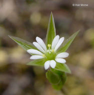 Image of shiny chickweed